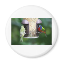 Birds Feeding Magnet