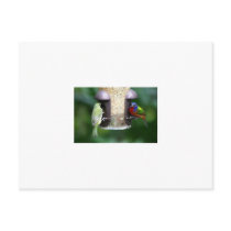 Birds Feeding Post Cards