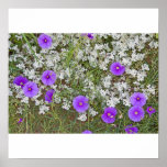 Birds Foot Morning Glory and woolly tidestr posters