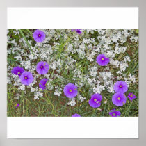 Birds Foot Morning Glory and woolly tidestr Posters