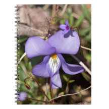 Birds-Foot Violet w/ Bluets Notebooks
