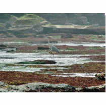 Birds Herons Beaches Tidepools photo sculptures