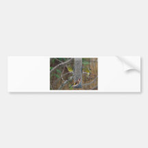 Birds in my Garden Bumper Sticker