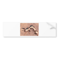 birds in the winter bumper stickers