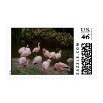 Birds.jpg postage by rezabarzin Birds.jpg postage