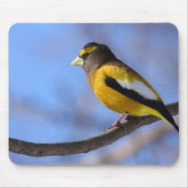 Birds: Male Coccothraustes vespertinus Mousepads