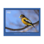 Birds: Male Coccothraustes vespertinus Postcard
