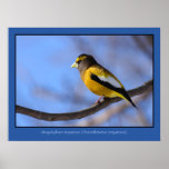 Birds: Male Coccothraustes vespertinus Print