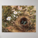 Birds Nest and Dogroses by Hill,Victorian Fine Art Posters
