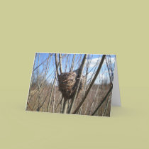 Birds Nest in Winter cards