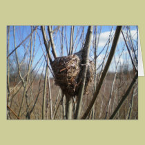 Birds Nest in Winter cards