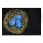 Birds Nest with Eggs: Add Your Caption Cards