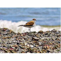 Birds Oceans Beaches photo sculptures by lifesphere Birds Oceans Beaches photo sculptures
