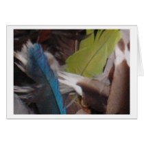 Birds of a Feather cards