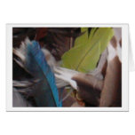 Birds of a Feather cards
