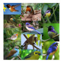 Birds of Beauty Collage posters by SweetRascal Birds of Beauty Collage posters