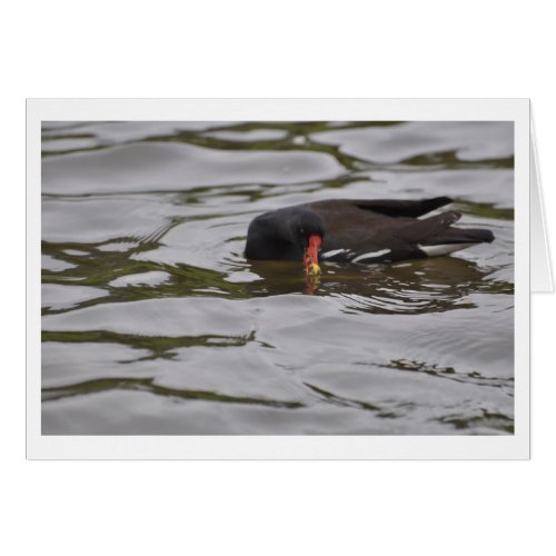 Birds of Bright Water card
