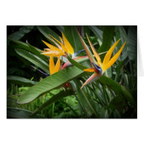 Birds of Paradise - From Paradise! cards