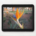 Birds of Paradise mousepads by gotalife Birds of Paradise mousepads