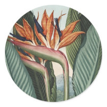 Birds of Paradise Stickers by MyOtherPlanet Birds of Paradise Stickers