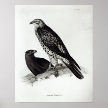 Birds of Prey Print