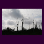 Birds of the Everglades