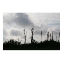 Birds of the Everglades posters