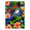 Birds of the Yucatan Peninsula cards by twopurringcats Birds of the Yucatan Peninsula cards