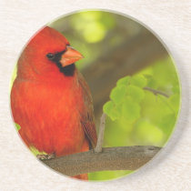 Birds of Various Forms Drink Coaster