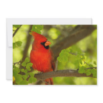 Birds of Various Forms Personalized Announcement