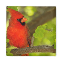 Birds of Various Forms Refrigerator Magnets