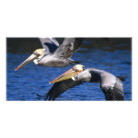 Birds of Various Forms Photo Card Template