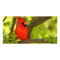Birds of Various Forms Custom Photo Card