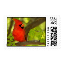 Birds of Various Forms Postage