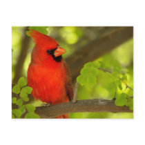 Birds of Various Forms Postcards