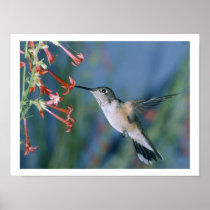 Birds of Various Forms Posters