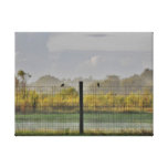 Birds on a Wire Canvas Prints