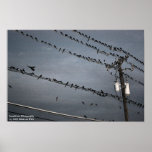 Birds on a Wire Print