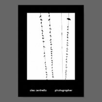 Birds on a Wire posters