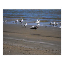 Birds on beach Photo