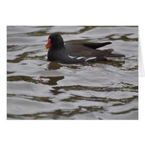 Birds on Bright Water card