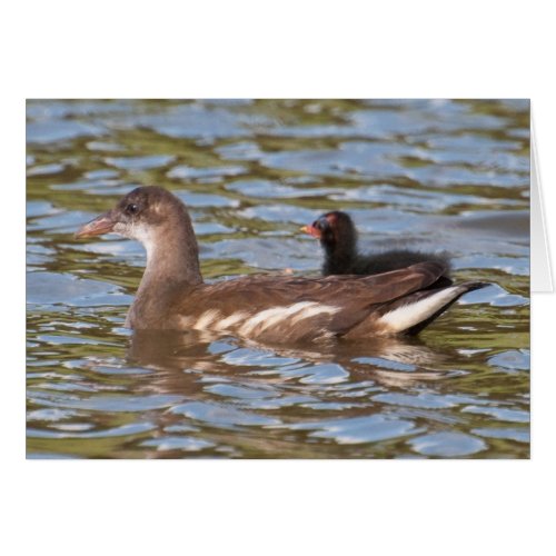 Birds on Bright Water card