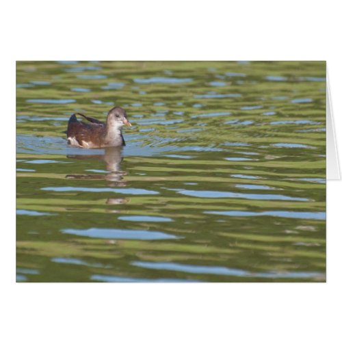 Birds on Bright Water card