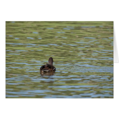 Birds on Bright Water card