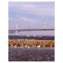 Birds on Chesapeake Bay flyers by GPArkive Birds on Chesapeake Bay flyers