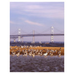 Birds on Chesapeake Bay Personalized Flyer
