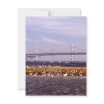 Birds on Chesapeake Bay invitations by GPArkive Birds on Chesapeake Bay invitations