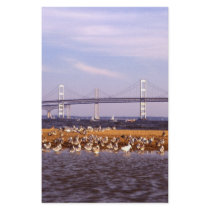 Birds on Chesapeake Bay stationery by GPArkive Birds on Chesapeake Bay stationery