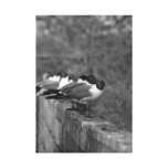 Birds on the Wall