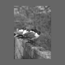Birds on the Wall canvas prints